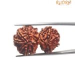 Gaurishankar Rudraksha Nepal ( 32.55 MM)