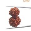 Gaurishankar Rudraksha Nepal ( 32.55 Mm)