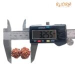 Gaurishankar Rudraksha Nepal ( 32.55 Mm)