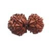 Gaurishankar Rudraksha Nepal ( 32.55 Mm)
