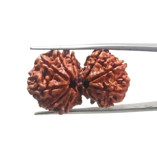 Gaurishankar Rudraksha Nepal ( 32.55 Mm)
