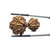 Gaurishankar Rudraksha Nepal - (33.28 MM)