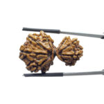 Gaurishankar Rudraksha Nepal - (33.28 MM)
