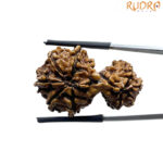 Gaurishankar Rudraksha Nepal - (33.28 MM)