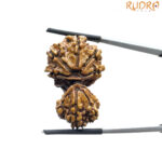 Gaurishankar Rudraksha Nepal - (33.28 MM)