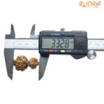 Gaurishankar Rudraksha Nepal - (33.28 MM)