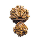 Gaurishankar Rudraksha Nepal - (33.28 MM) - Image 4