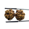 Gaurishankar Rudraksha With X - Ray Certified - (34.98 MM)