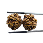 Gaurishankar Rudraksha With X - Ray Certified - (34.98 MM)