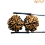 Gaurishankar Rudraksha With X - Ray Certified - (34.98 MM)