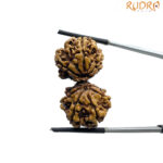 Gaurishankar Rudraksha With X - Ray Certified - (34.98 MM)