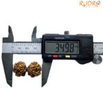 Gaurishankar Rudraksha With X - Ray Certified - (34.98 MM)