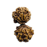 Gaurishankar Rudraksha With X - Ray Certified - (34.98 MM)