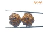 Gaurishankar-Rudraksha-With-X-Ray-Certified-35.60-mm-BP-C.jpg