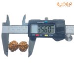 Gaurishankar-Rudraksha-With-X-Ray-Certified-35.60-mm-OP-C.jpg