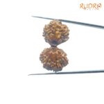 Gaurishankar-Rudraksha-With-X-Ray-Certified-35.60-mm-SP-C.jpg