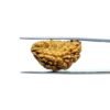 One-Mukhi-Rudraksha-Small-25.85-Mm-Mp-C.jpg
