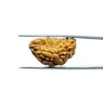 One-Mukhi-Rudraksha-Small-25.85-MM-MP-C.jpg
