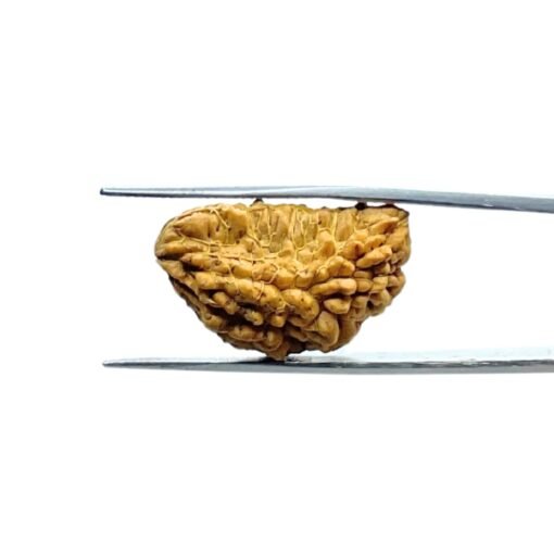 One-Mukhi-Rudraksha-Small-25.85-Mm-Mp-C.jpg
