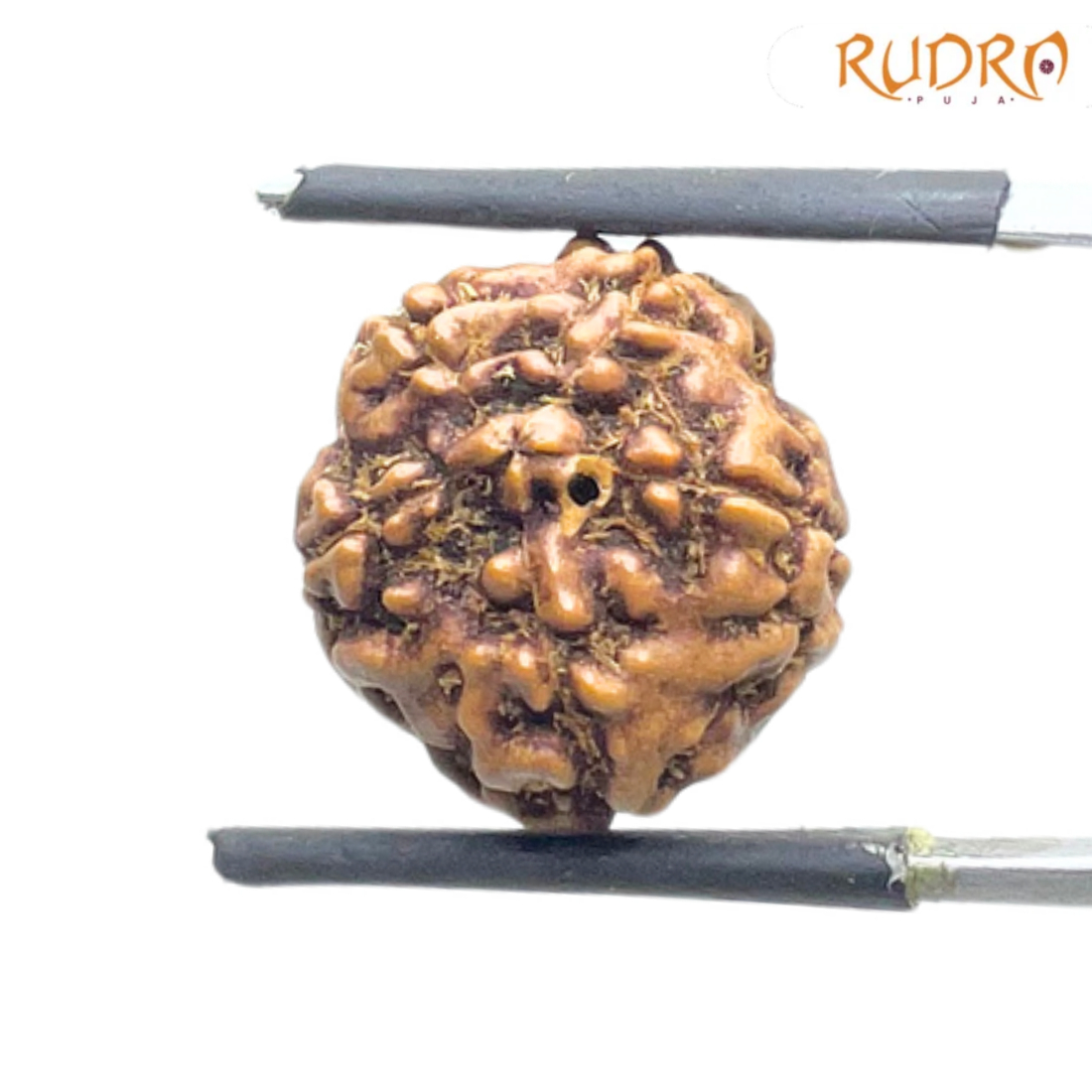 Panch Mukhi Rudraksha- ( 15.64 MM )