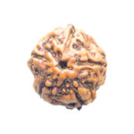 Panch Mukhi Rudraksha- ( 15.64 MM )