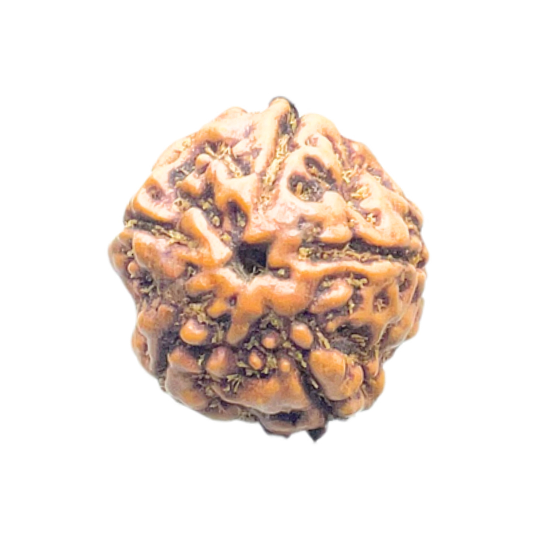 Panch Mukhi Rudraksha- ( 15.64 MM )