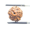 Panch Mukhi Rudraksha- ( 15.64 MM )