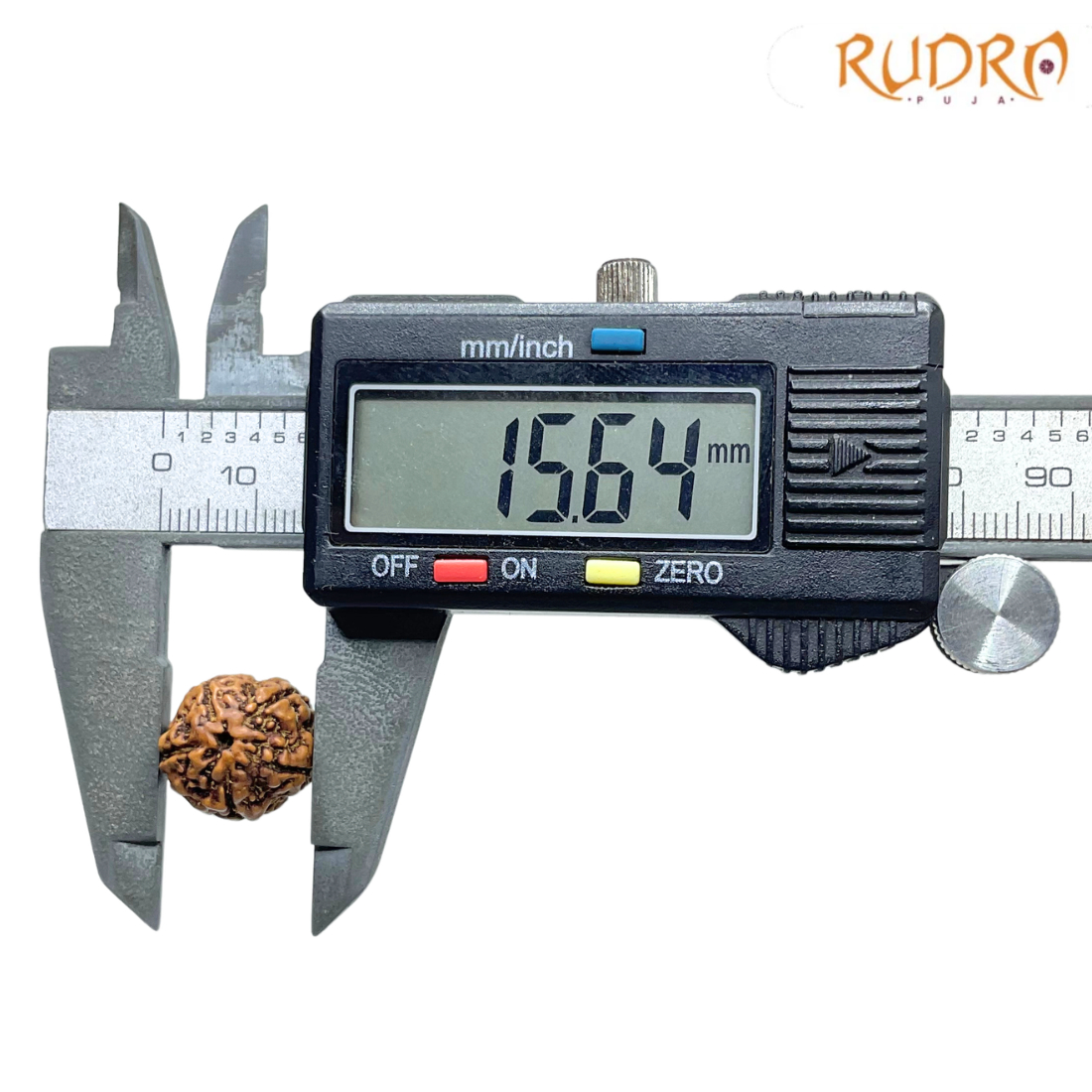 Panch Mukhi Rudraksha- ( 15.64 MM )