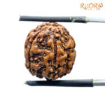 Panch Mukhi Rudraksha- ( 15.64 MM )