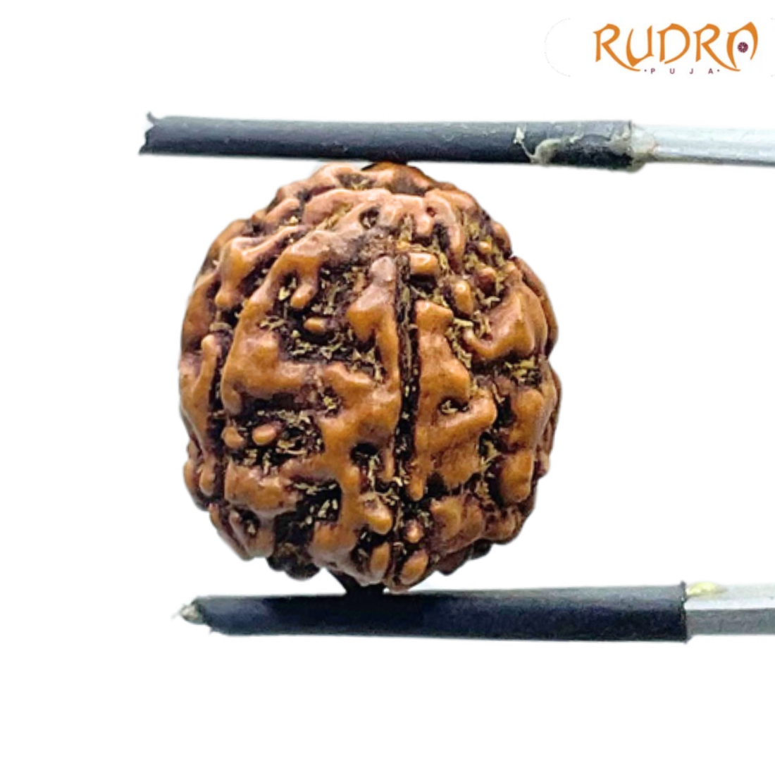 Panch Mukhi Rudraksha- ( 15.64 MM )