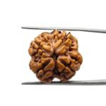 Rudraksha Four Mukhi Nepal - (21.54 MM )