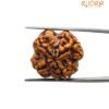 Rudraksha Four Mukhi Nepal - (21.54 Mm )