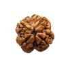 Rudraksha Four Mukhi Nepal - (21.54 Mm )