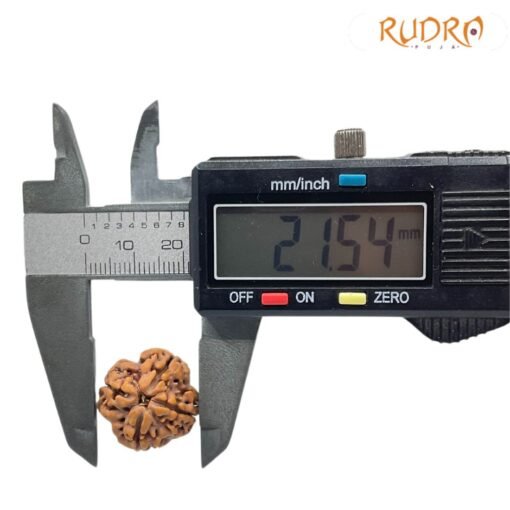 Rudraksha Four Mukhi Nepal - (21.54 MM )