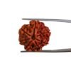 Saat Mukhi Rudraksha - (22.50 Mm)