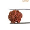 Saat Mukhi Rudraksha - (22.50 Mm) 12 Saat Mukhi Rudraksha - (22.50 Mm)