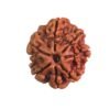 Saat Mukhi Rudraksha - (22.50 Mm) 13 Saat Mukhi Rudraksha - (22.50 Mm)