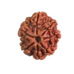 Saat Mukhi Rudraksha - (22.50 Mm) 7 Saat Mukhi Rudraksha - (22.50 Mm)