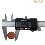 Saat Mukhi Rudraksha - (22.50 Mm) 8 Saat Mukhi Rudraksha - (22.50 Mm)