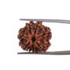 Sapta Mukhi Rudraksha Nepal (20.65 Mm)