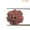 Sapta Mukhi Rudraksha Nepal (20.65 Mm) 13 Sapta Mukhi Rudraksha Nepal (20.65 Mm)
