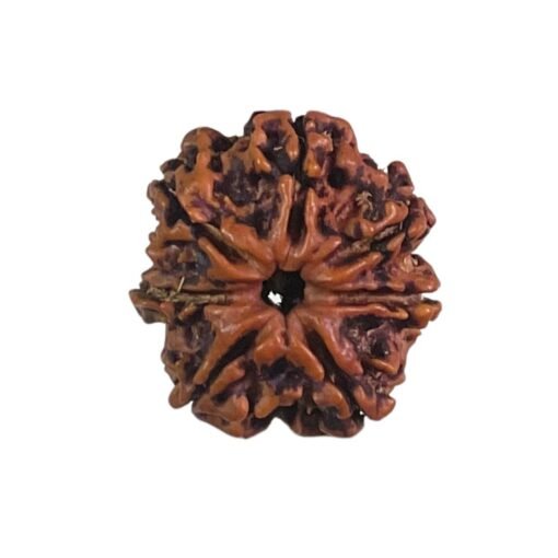 Sapta Mukhi Rudraksha Nepal (20.65 MM)