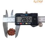 Sapta Mukhi Rudraksha Nepal (20.65 Mm) 8 Sapta Mukhi Rudraksha Nepal (20.65 Mm)