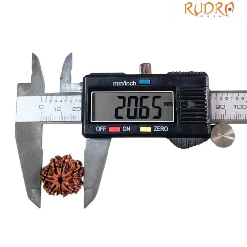 Sapta Mukhi Rudraksha Nepal (20.65 MM)