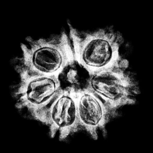Sapta Mukhi Rudraksha Nepal (20.65 MM) x-ray