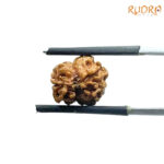 Two Face Rudraksha Nepal (15.74 mm )