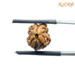 Two Face Rudraksha Nepal (15.74 mm )