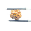 Two Face Rudraksha Nepal (15.74 mm )