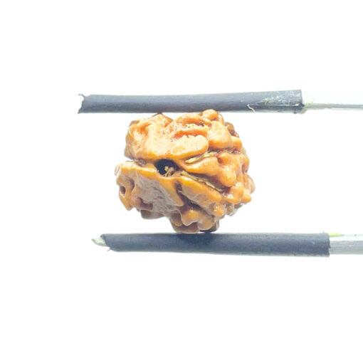 Two Face Rudraksha Nepal (15.74 mm )