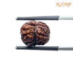 Two Face Rudraksha Nepal (16.14 mm ) SP C